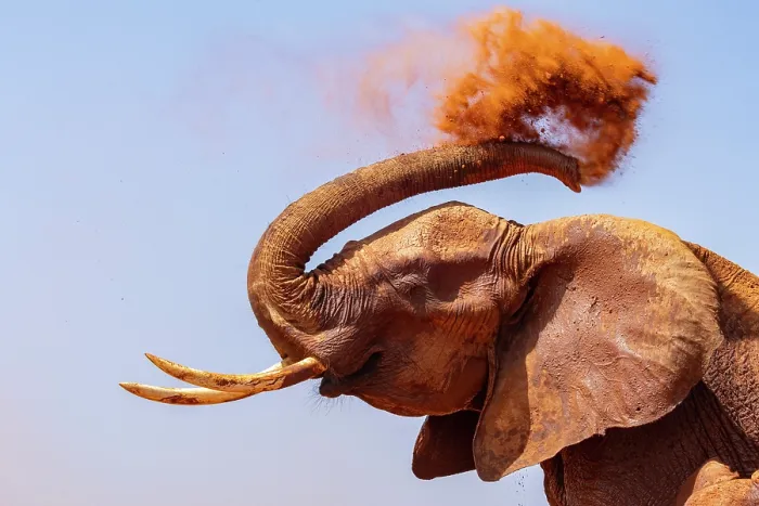 Framed Print : Elephant (Loxodonta africana) using trunk to shower with dust to protect skin from sun, Tsavo East National Park, Kenya. Endangered Framed Print : Elephant (Loxodonta africana) using trunk to shower with dust to protect skin from sun, Tsavo East National Park, Kenya. Endangered