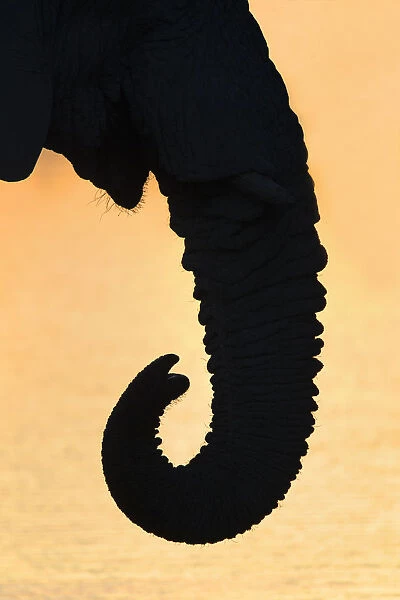 Elephant trunk (Loxodonta africana), Etosha national park, Namibia, May