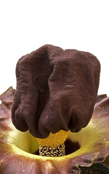 Elephant yam (Amorphophallus paeoniifolius) spathe with band of male flowers above