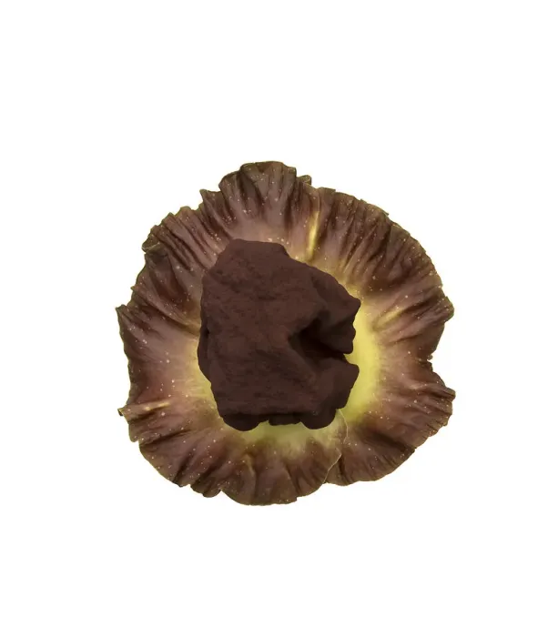 Framed Print : Elephant yam flower (Amorphophallus paeoniifolius) spadix surrounded by spathe Framed Print : Elephant yam flower (Amorphophallus paeoniifolius) spadix surrounded by spathe