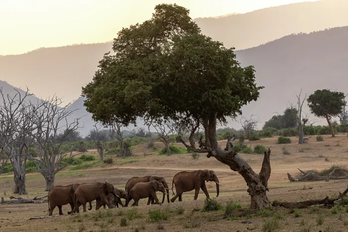 Framed Print : Elephants (Loxodonta africana) family herd walking across savanna at dusk, Tsavo East National Park, Kenya. Endangered Framed Print : Elephants (Loxodonta africana) family herd walking across savanna at dusk, Tsavo East National Park, Kenya. Endangered