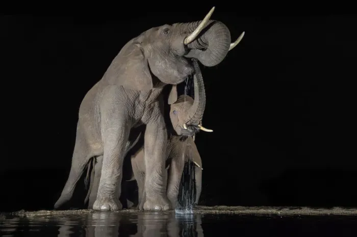 Framed Print : Elephants (Loxodonta africana) at waterhole drinking at night, Zimanga Private Game Reserve Framed Print : Elephants (Loxodonta africana) at waterhole drinking at night, Zimanga Private Game Reserve