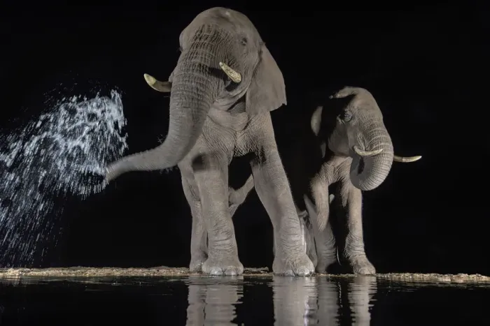 Framed Print : Elephants (Loxodonta africana) at waterhole drinking at night. One spraying water from trunk Framed Print : Elephants (Loxodonta africana) at waterhole drinking at night. One spraying water from trunk