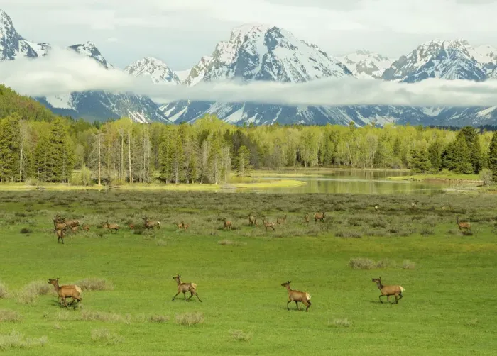 Framed Print : Elk / Wapiti (Cervus canadensis) herd with young on meadowland against the Grand Tetons Framed Print : Elk / Wapiti (Cervus canadensis) herd with young on meadowland against the Grand Tetons