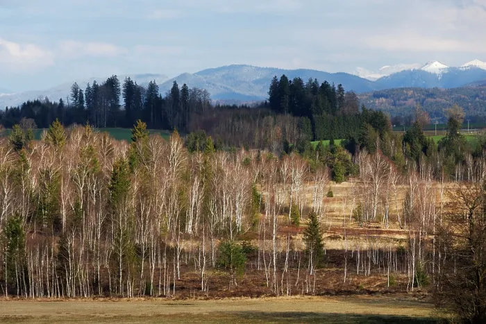 Framed Print : Ellbach moor with forest and mountains in background, Upper Bavaria, Germany. April, 2023 Framed Print : Ellbach moor with forest and mountains in background, Upper Bavaria, Germany. April, 2023