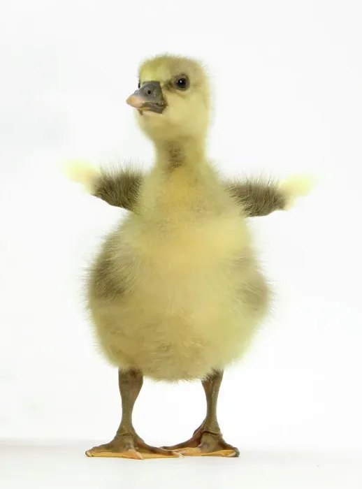 Framed Print : Embden x Greylag Gosling flapping its little wings Framed Print : Embden x Greylag Gosling flapping its little wings