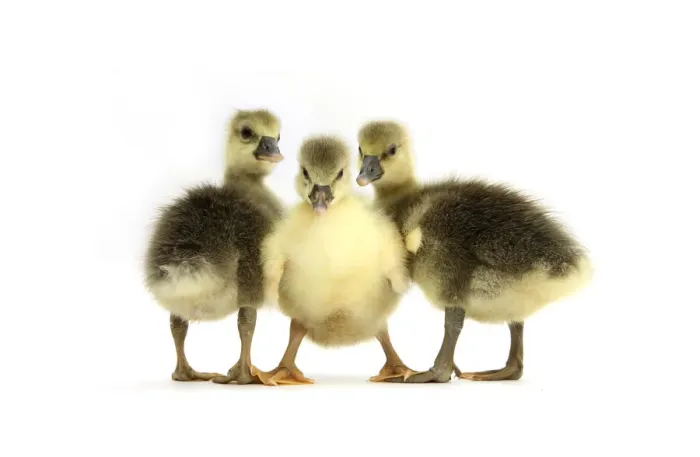 Framed Print : Three Embden x Greylag Goslings