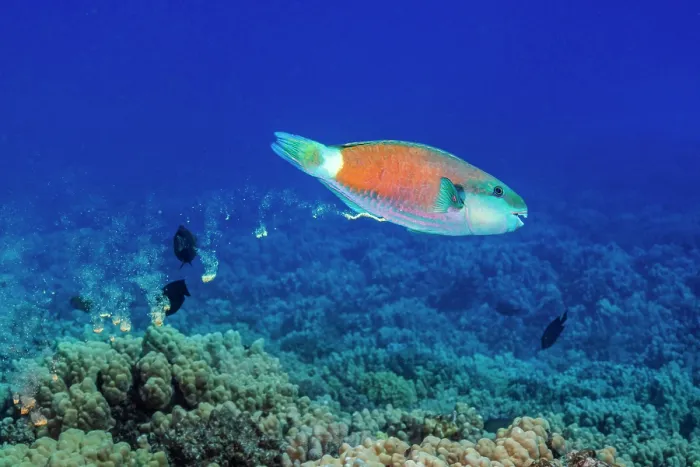 Framed Print : Ember parrotfish (Scarus rubroviolaceus) male defecating sand, Hawaii, USA, Pacific Ocean Framed Print : Ember parrotfish (Scarus rubroviolaceus) male defecating sand, Hawaii, USA, Pacific Ocean