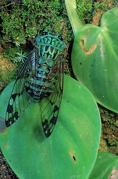Emerald cicada (Zammara smaragdina) on leaves. Montes Azules Biosphere Reserve, Chiapas state, Mexico