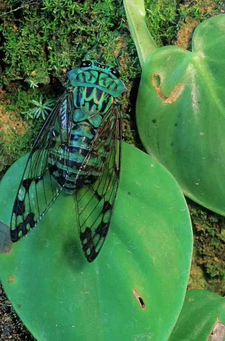 Framed Print : Emerald cicada (Zammara smaragdina) on leaves. Montes Azules Biosphere Reserve, Chiapas state, Mexico Framed Print : Emerald cicada (Zammara smaragdina) on leaves. Montes Azules Biosphere Reserve, Chiapas state, Mexico