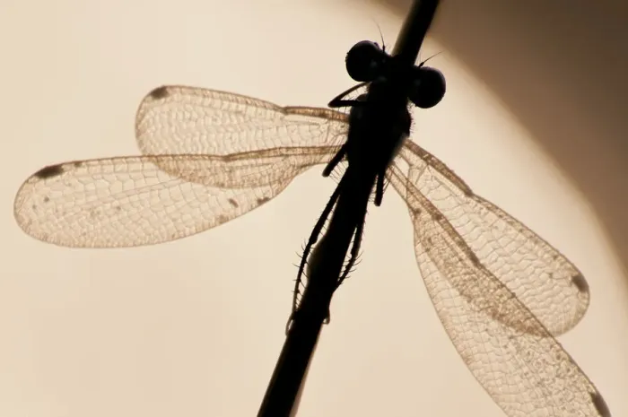 Framed Print : Emerald damselfly {Lestes sponsa}, silhouette against water, Arne (RSPB) Nature Reserve, Dorset, UK Framed Print : Emerald damselfly {Lestes sponsa}, silhouette against water, Arne (RSPB) Nature Reserve, Dorset, UK