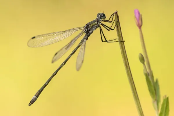 Emerald Damselfly Print, Female Resting, Broxwater, Art