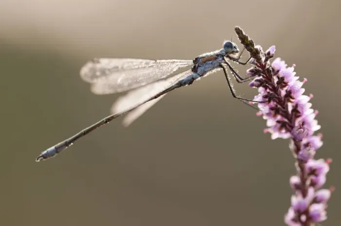 Framed Print : Emerald damselfly (Lestes sponsa) in early morning light, Arne RSPB reserve, Dorset Framed Print : Emerald damselfly (Lestes sponsa) in early morning light, Arne RSPB reserve, Dorset