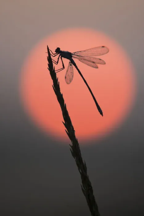 Framed Print : Emerald damselfly (Lestes sponsa) at sunrise, Klein Schietveld, Brasschaat, Belgium Framed Print : Emerald damselfly (Lestes sponsa) at sunrise, Klein Schietveld, Brasschaat, Belgium