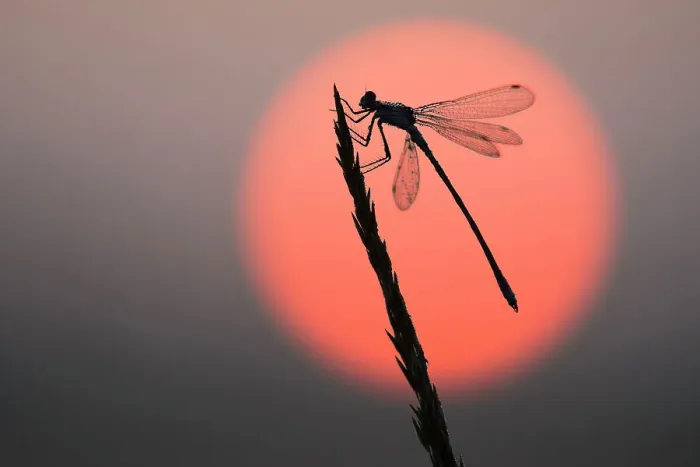 Framed Print : Emerald damselfly (Lestes sponsa) at sunrise, Klein Schietveld, Brasschaat, Belgium August Framed Print : Emerald damselfly (Lestes sponsa) at sunrise, Klein Schietveld, Brasschaat, Belgium August