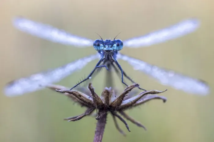 Framed Print : Emerald damselfy (Lestes sponsa) at Ledstone pond near Leeds, UK. September Framed Print : Emerald damselfy (Lestes sponsa) at Ledstone pond near Leeds, UK. September
