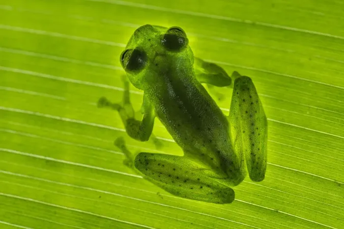 Framed Print : Emerald Glass Frog (Centrolenella proseblepan) on leaf. Mid-altitude rainforest, Bosque de Paz Framed Print : Emerald Glass Frog (Centrolenella proseblepan) on leaf. Mid-altitude rainforest, Bosque de Paz