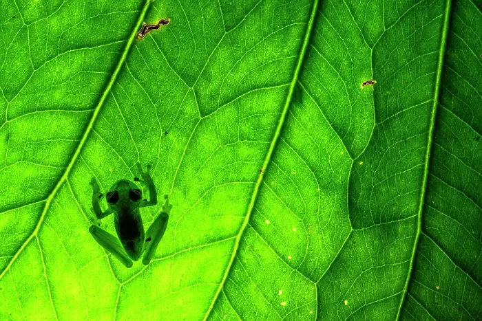 Framed Print : Emerald glass frog (Espadarana prosoblepon) resting on a leaf, Mindo, Pichincha, Ecuador Framed Print : Emerald glass frog (Espadarana prosoblepon) resting on a leaf, Mindo, Pichincha, Ecuador