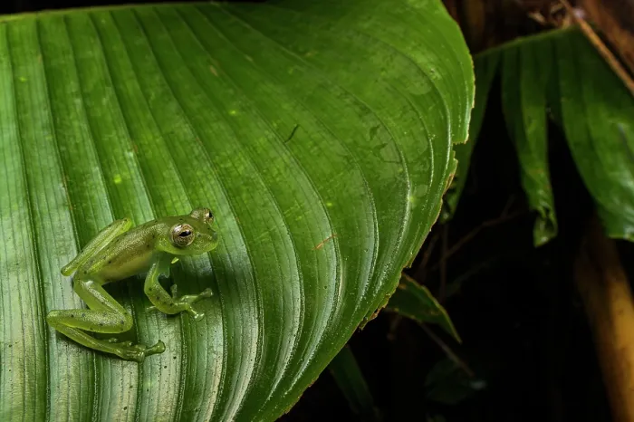 Framed Print : Emerald glass frog (Espadarana prosoblepon) resting on leaf in cloud forest and looking around, Panama Framed Print : Emerald glass frog (Espadarana prosoblepon) resting on leaf in cloud forest and looking around, Panama