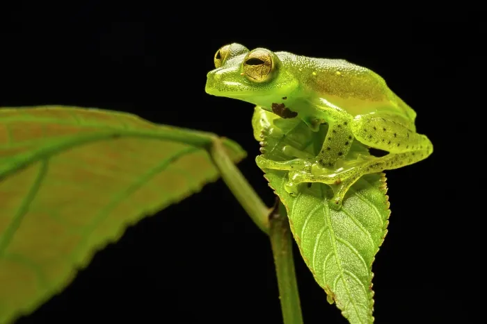 Framed Print : Emerald glass frog (Espadarana prosoblepon) resting on a leaf at night, Mindo, Pichincha, Ecuador Framed Print : Emerald glass frog (Espadarana prosoblepon) resting on a leaf at night, Mindo, Pichincha, Ecuador