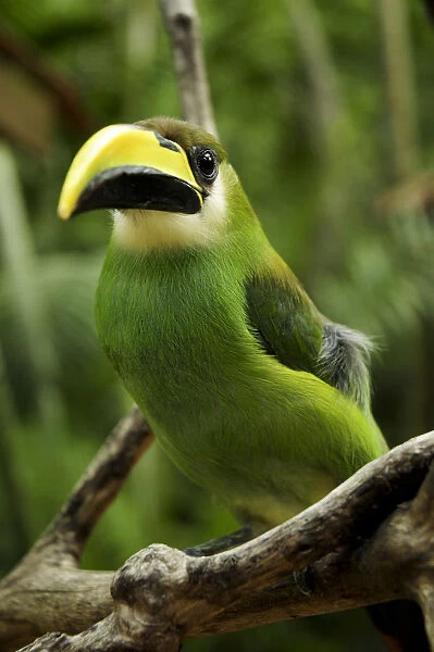 Emerald toucanet (Aulacorhynchus prasinus) Rio Platano Biosphere Reserve and UNESCO