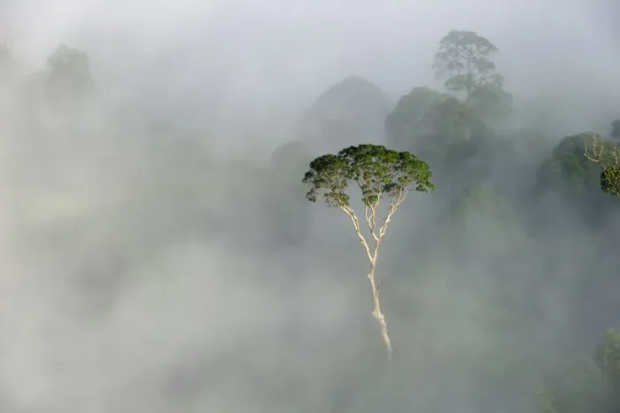 Framed Print : Emergent Menggaris Tree / Tualang (Koompassia excelsa) protruding from mist and low Framed Print : Emergent Menggaris Tree / Tualang (Koompassia excelsa) protruding from mist and low