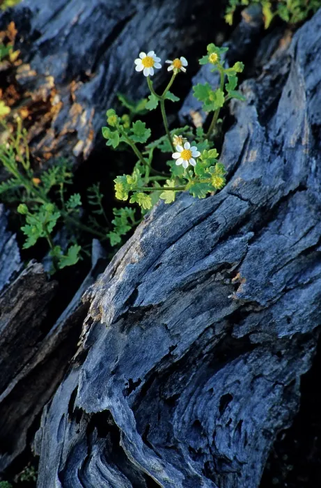 Framed Print : Emory's rockdaisy (Perityle emoryi) in flower, growing around a log, El Pinacate Biosphere Reserve, Sonoran desert, Mexico Framed Print : Emory's rockdaisy (Perityle emoryi) in flower, growing around a log, El Pinacate Biosphere Reserve, Sonoran desert, Mexico