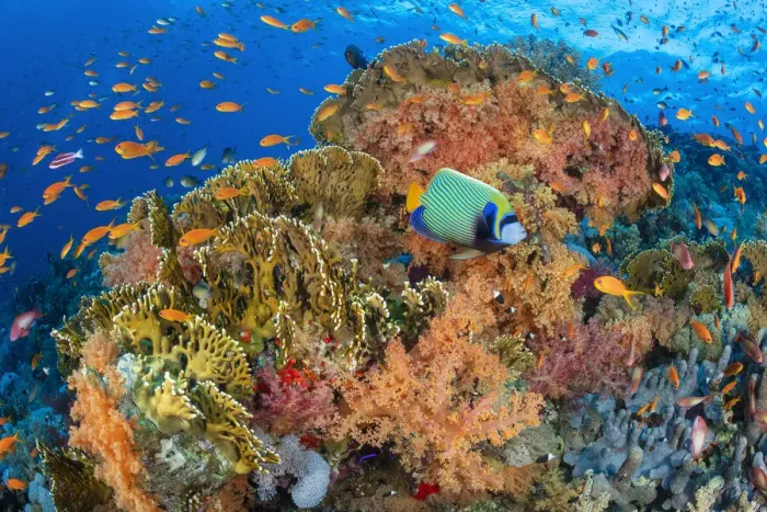 Framed Print : Emperor angelfish (Pomacanthus imperator) swimming in front of Fire corals (Millepora dichotoma) and soft corals (Dendronephthya sp. ) and (Scleronephthya sp) with Scalefin anthias (Pseudanthias squamipinnis)