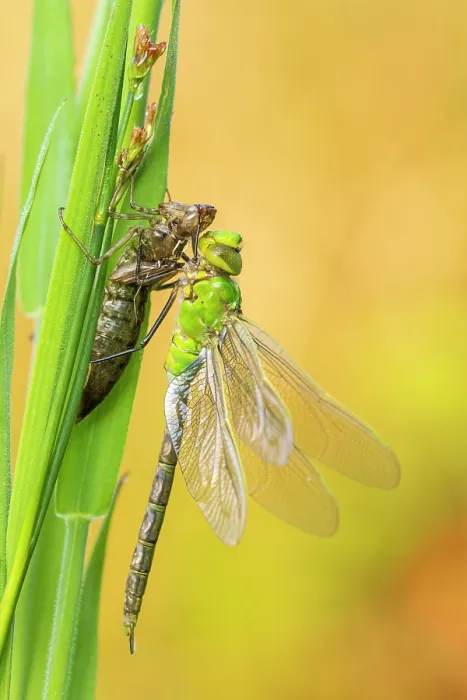 Framed Print : Emperor dragonfly (Anax imperator) with exuvia, drying its wings after emerging, Broxwater, Cornwall, England, UK. June