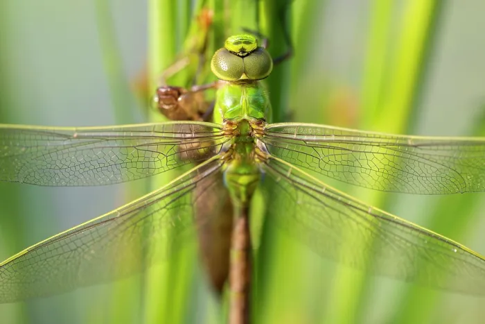 Framed Print : Emperor dragonfly (Anax imperator) with exuvia, drying its wings after emerging, Broxwater, Cornwall, England, UK. June Framed Print : Emperor dragonfly (Anax imperator) with exuvia, drying its wings after emerging, Broxwater, Cornwall, England, UK. June
