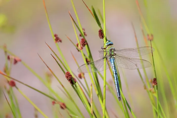 Framed Print : Emperor dragonfly (Anax imperator) male, with damaged wing, resting on reeds by water's edge, Meeth Quarry Nature Reserve, Devon, England, UK. June