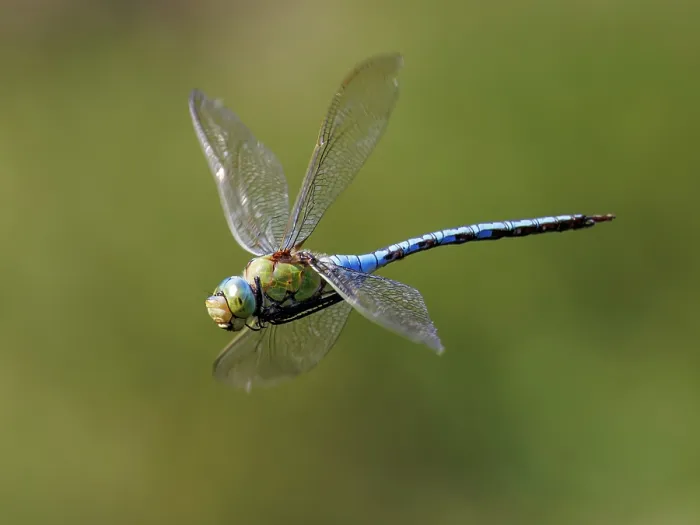 Framed Print : Emperor dragonfly (Anax imperator) male in flight, Upper Bavaria, Germany. July Framed Print : Emperor dragonfly (Anax imperator) male in flight, Upper Bavaria, Germany. July