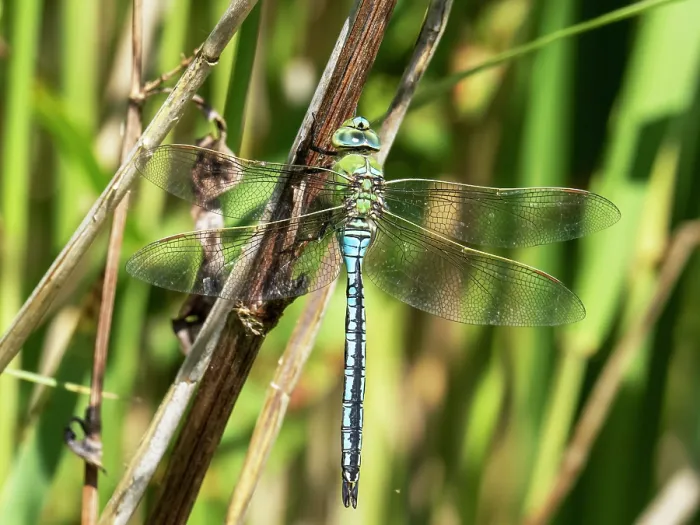 Framed Print : Emperor dragonfly (Anax imperator) resting on reed stem, Leighton Moss RSPB reserve, Lancashire, UK. June Framed Print : Emperor dragonfly (Anax imperator) resting on reed stem, Leighton Moss RSPB reserve, Lancashire, UK. June