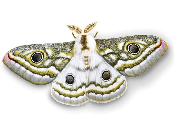 Emperor moth (Gonimbrasia species) digitally enhanced, Namibia