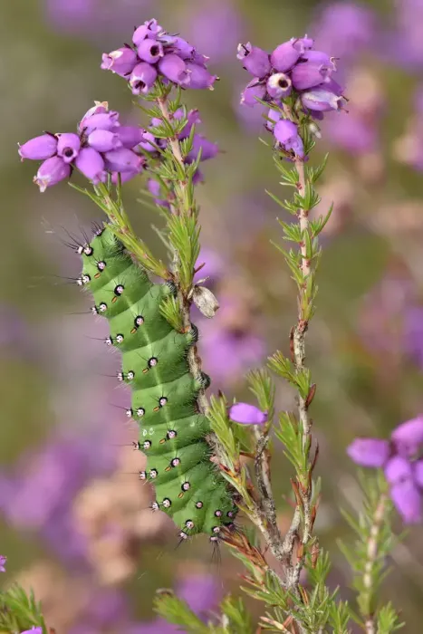 Framed Print : Emperor Moth (Saturnia pavonia) caterpillar feeding on Clustered bell heather, Surrey Framed Print : Emperor Moth (Saturnia pavonia) caterpillar feeding on Clustered bell heather, Surrey
