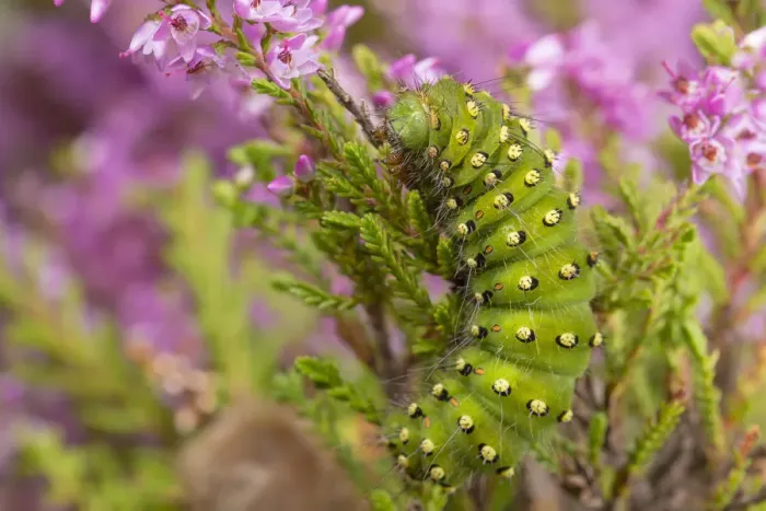 Framed Print : Emperor Moth (Saturnia pavonia) caterpillar feeding on Ling Heather (Calluna vulgaris) Framed Print : Emperor Moth (Saturnia pavonia) caterpillar feeding on Ling Heather (Calluna vulgaris)