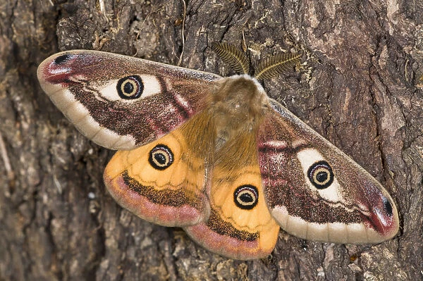 Emperor Moth (Saturnia pavoniella) male, on tree bark, Orvieto, Umbria, Italy, April