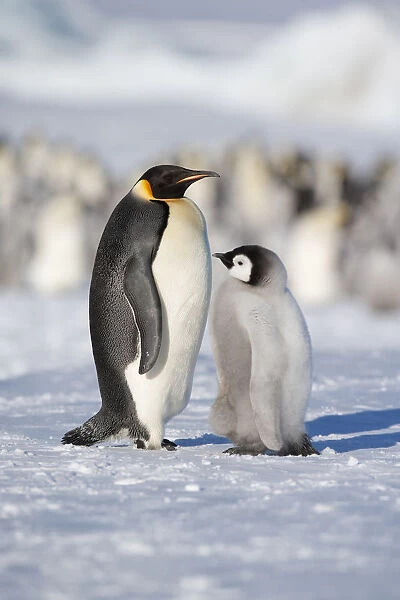 Emperor penguin adult and chick (Aptenodytes forsteri) within colony at Snow Hill Island rookery