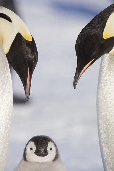 Emperor Penguin aka (Aptenodytes forsteri) adult penguins with their chick, Weddell Sea