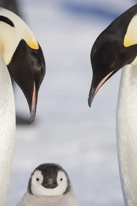 Framed Print : Emperor Penguin aka (Aptenodytes forsteri) adult penguins with their chick, Weddell Sea Framed Print : Emperor Penguin aka (Aptenodytes forsteri) adult penguins with their chick, Weddell Sea