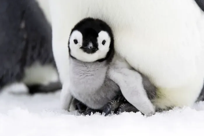Framed Print : Emperor penguin (Aptenodytes forsteri), chick in brood pouch, Snow Hill Island, Antarctic Framed Print : Emperor penguin (Aptenodytes forsteri), chick in brood pouch, Snow Hill Island, Antarctic