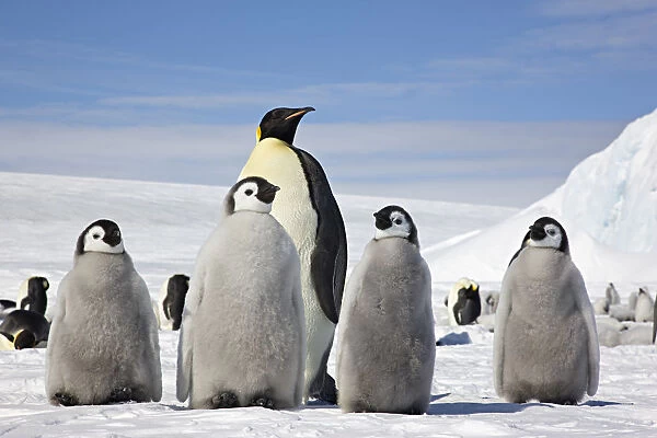 Emperor penguin (Aptenodytes forsteri) four chicks and an adult, Snow Hill Island rookery