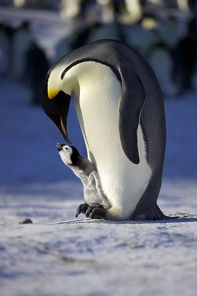 Emperor penguin (Aptenodytes forsteri) adult interacting chick, Antarctica, September