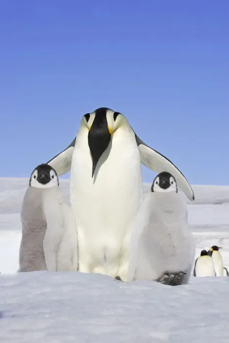 Framed Print : Emperor Penguin (Aptenodytes forsteri), adult with two chicks, Snow Hill Island Framed Print : Emperor Penguin (Aptenodytes forsteri), adult with two chicks, Snow Hill Island