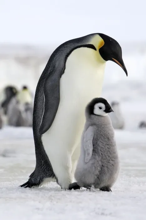 Framed Print : Emperor penguin (Aptenodytes forsteri), adult with chick, Snow Hill Island, Antarctic Framed Print : Emperor penguin (Aptenodytes forsteri), adult with chick, Snow Hill Island, Antarctic