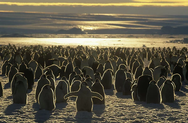 Emperor penguin (Aptenodytes forsteri) colony chicks and adults, Australian Antarctic
