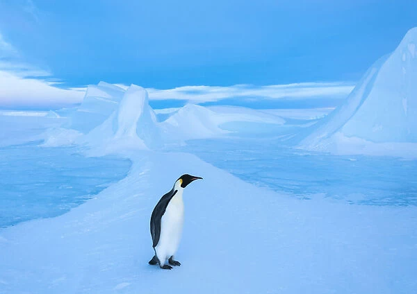 Emperor penguin (Aptenodytes forsteri), Amanda Bay, Prydz Bay, Ingrid Christensen Coast, East Antarctica, November