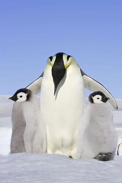 Emperor penguin (Aptenodytes forsteri), adult with two chicks, Snow Hill Island