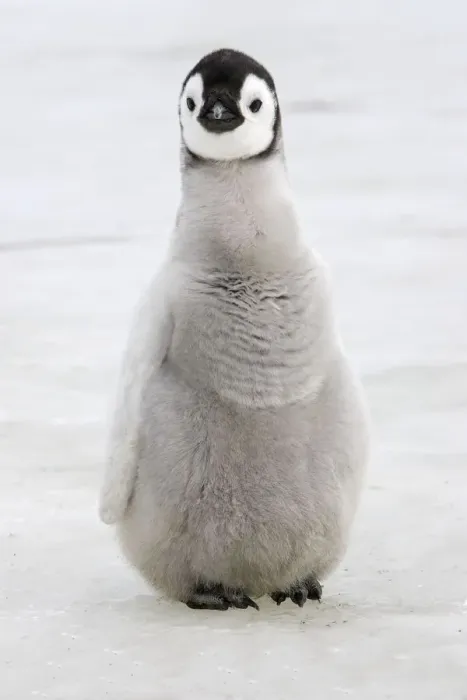 Framed Print : Emperor penguin (Aptenodytes forsteri), chick on ice, Snow hill Island, Antarctic Framed Print : Emperor penguin (Aptenodytes forsteri), chick on ice, Snow hill Island, Antarctic
