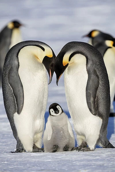 Emperor penguin (Aptenodytes forsteri) two adults with young chick, Gould Bay, Weddell Sea